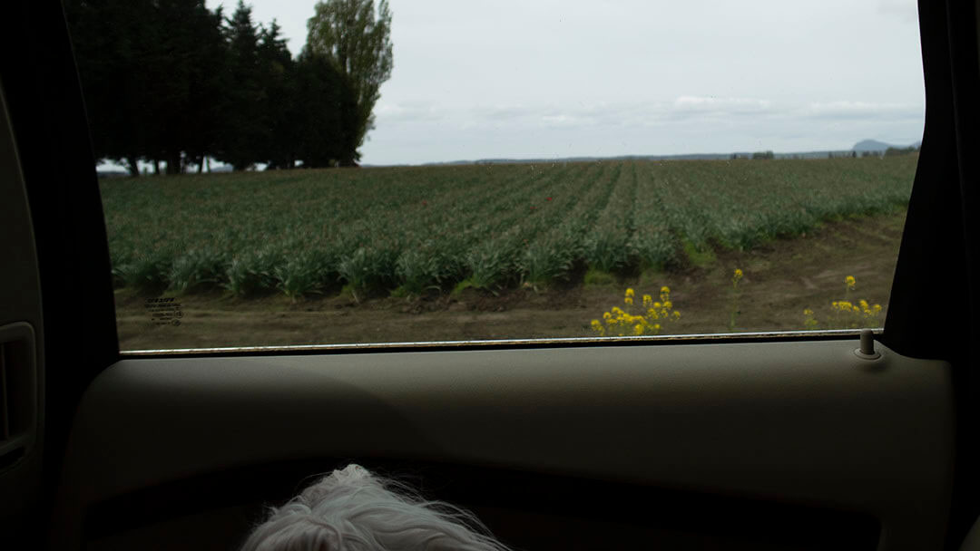 Roozengaarde-tulip-fields