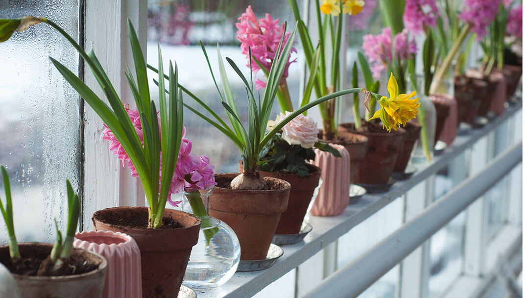 tulips-on-window-sill